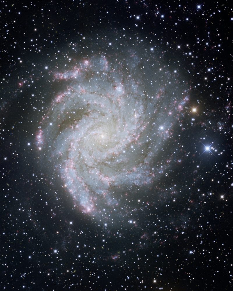 La galaxie spirale NGC 6946, vue de face : bras bleutés piqués de rose, bulbe clair.